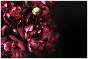 Poszterek 120x80 Gyönyörű lila bazsarózsa