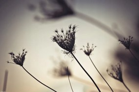 Poszter 45x30cm PĂŒspöki fƱ sziluett, Assaf Frank