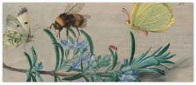 Kép - Jan van Kessel the Elder, Insects and a Sprig of Rosemary, reprodukciók (120x50 cm)