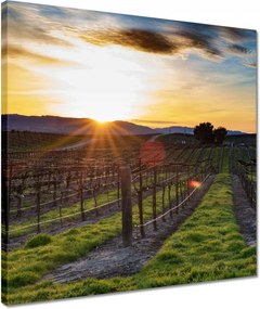 Vászonkép 40x40 Szőlőbirtok Tájkép