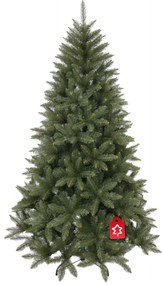 Kaukázusi lucfenyő 2D 150 cm