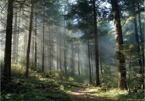 Fotótapéta Erdő 3D Fák Természet Tájkép Falra Hálószoba Nappali 400x280