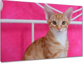 Képek 120x80 Cica Cicák