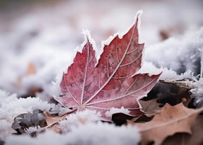 Poszter 70x50cm Levél az ősz végén