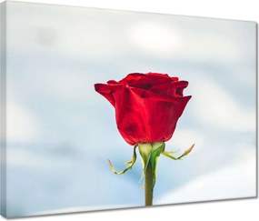 Vászonkép 40x30 Rózsa Virág Virágok Rózsa