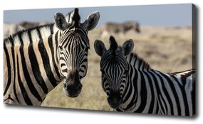 Vászonkép Két zebrák oc-70684470