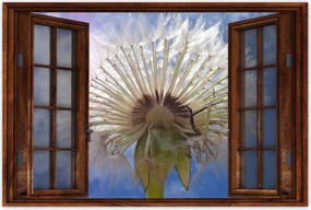 Poszterek 90x60 Pitypang Virág Virágok