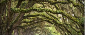 Kép - Oaks Avenue, Charleston, Dél-Karolina, Egyesült Államok (120x50 cm)