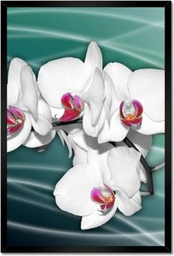 Poszter keretben 40x60 Orchideák virágok