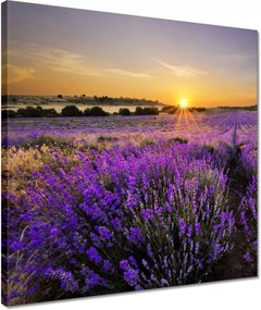 Vászonkép 40x40 Levendula tájkép Nap