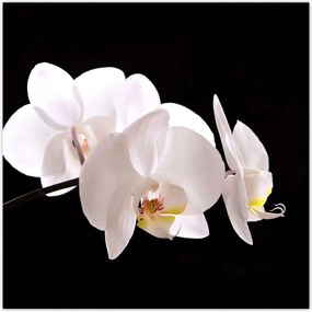Poszterek 140x140 Fehér orchidea