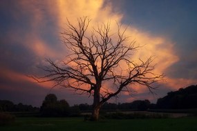 Öntapadó fotótapéta egy gyönyörű fa a réten