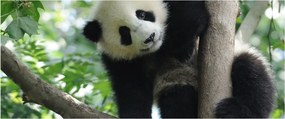 Kép - Panda a fán (120x50 cm)