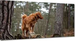 Képek 115x55 Kutya Kutyák