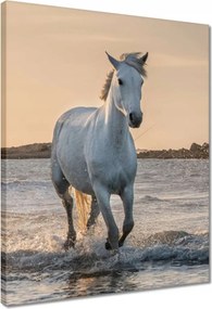 Vászonkép 40x50 Vad lovak Wild Horses