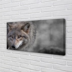 Canvas képek Farkas 125x50 cm