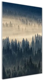 Üvegfotó Köd az erdőben osv-134224571
