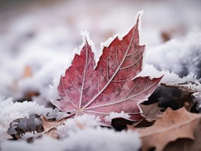 Poszter 20x15cm Levél az ősz végén