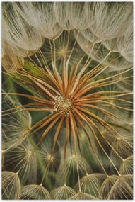 Poszterek 80x120 Pitypang Virág Virágok