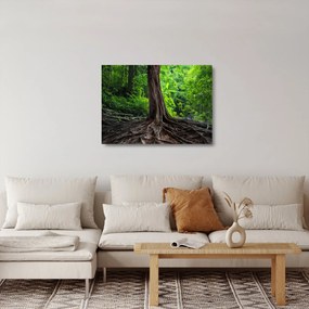Kép - Öreg fa gyökere (üvegen) (70x50 cm)