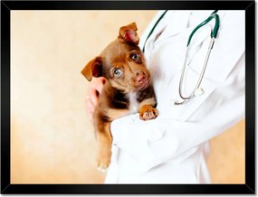 Poszterek keretben 40x30 Állatorvos vizsgálja a kutyust