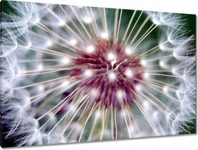 Vászonkép 120x80 Pitypang Virág Virágok