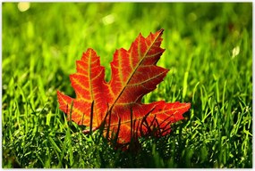 Poszterek 120x80 Őszi levél a fűben