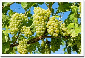 Poszter keretben 60x40 Zöld szőlő