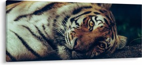 Kép - Szibériai tigris (120x50 cm)