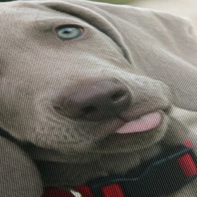 Kép - weimaraner kölyökkutya (120x50 cm)