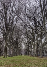 Poszter 21x29,7cm Fasorok a Central Parkban, Assaf Frank