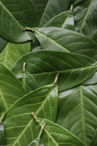 Poszter 30x45cm Zöld levelek, Assaf Frank