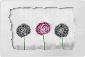 Poszterek 90x60 Pitypangok