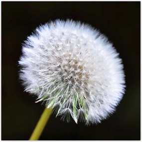 Poszterek 100x100 Pitypang Virág Virágok