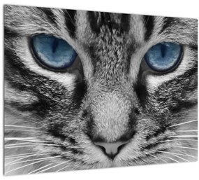 Macska képe (üvegen) (70x50 cm)
