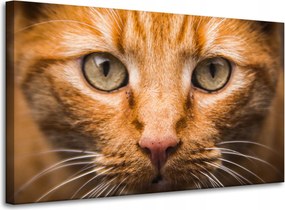Vászonkép Macska arca közelről 100x60