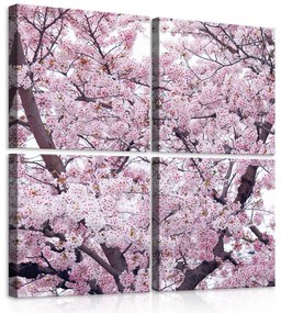 Vászonkép 4 darabos, Cseresznyevirágzás 50x50 cm méretben