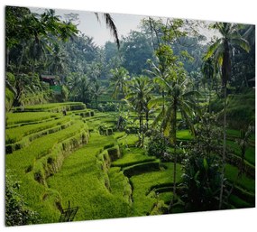 Kép a rizs teraszokról, Tegalalang, Bal (üvegen) (70x50 cm)