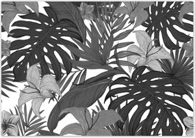 Fotótapéta 312x219 Fekete-fehér monstera