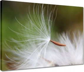 Vászonkép 40x30 Pitypang Virág Virágok