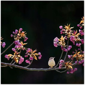 Poszterek 100x100 Madarak