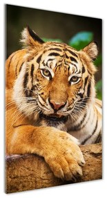 Üvegkép Bengáli tigris osv-124110123