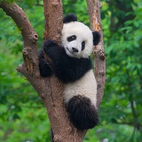 Fotográfia Cute panda bear climbing in tree, Hung_Chung_Chih