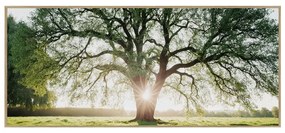 Kép 150x60 cm Tree in the Sun