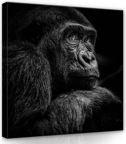 Vászonkép 80x80 Gorilla portré fekete-fehér állat vad természet művészet