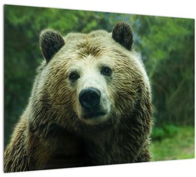 Medve képe (70x50 cm)