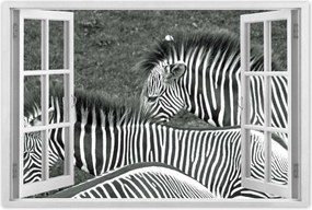 Poszterek 60x40 Zebra csíkok