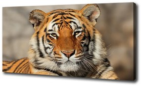Vászonkép Bengáli tigris oc-88747131