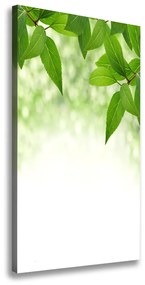Vászonkép nyomtatás Zöld levelek ocv-51811576