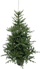 3D Tiroli Luc cserepes műfenyő 120cm